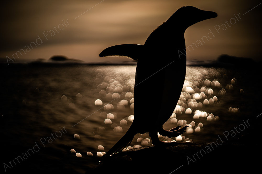 Un manchot Adélie au soleil couchant. Dumont d'Urville.