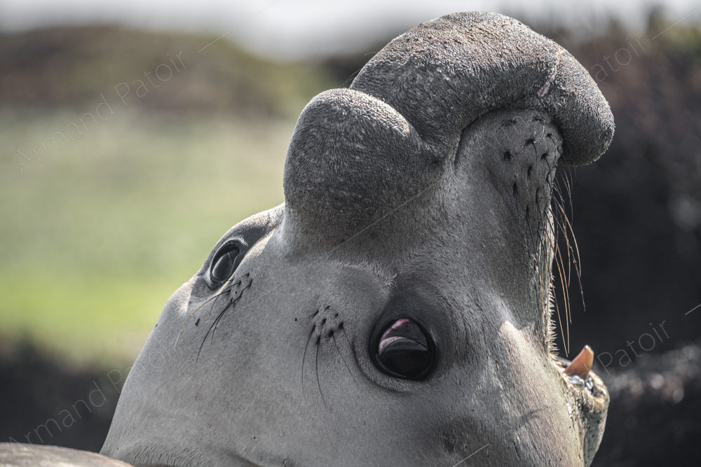 Papa éléphant de mer