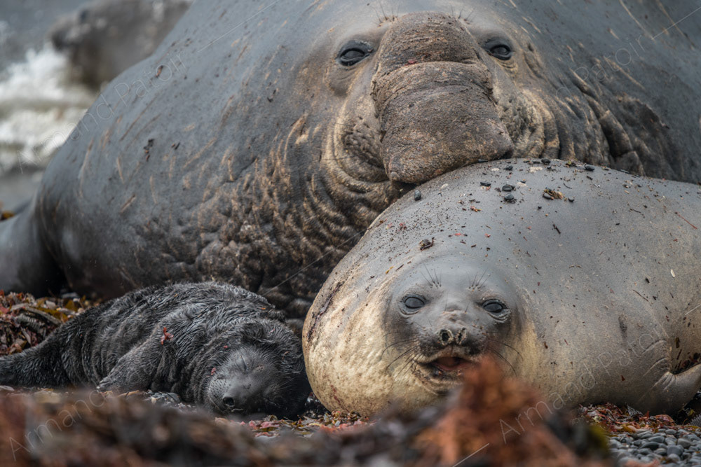 Famille éléphant de mer