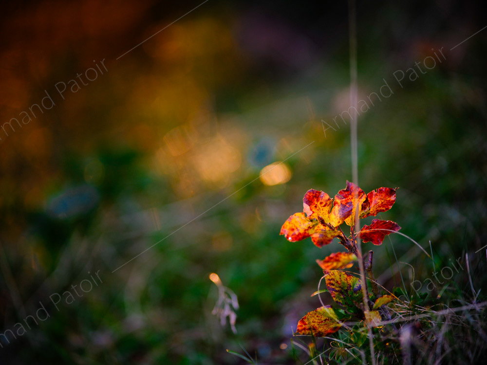 Sous les projecteurs