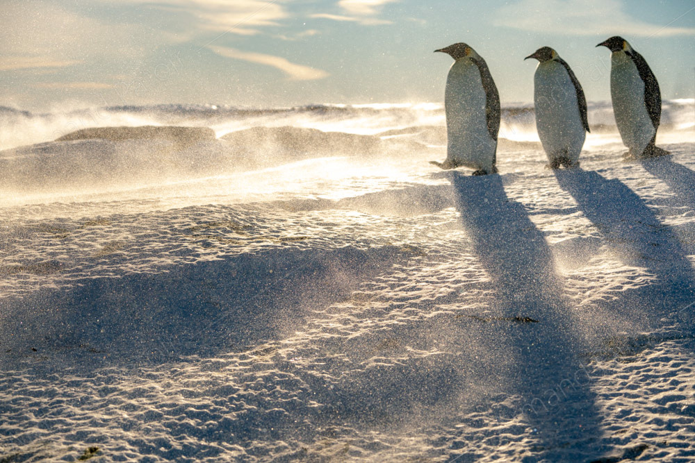 La marche des Empereurs. Dumont d'Urville.