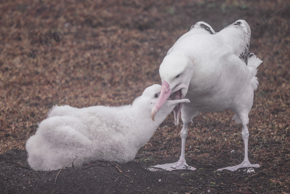 Nourrissage d'Albatros Hurleur
