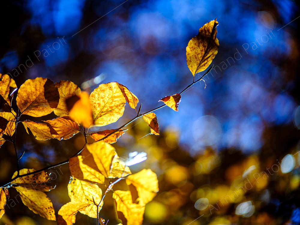 La folie des couleurs II
