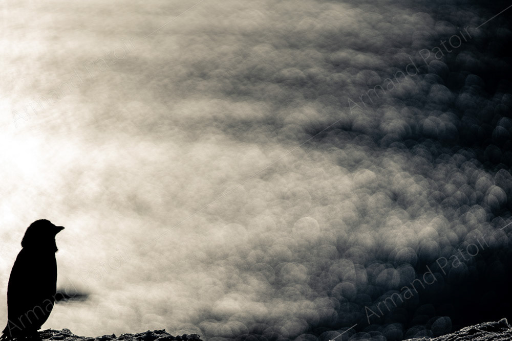 Manchot Adélie contemplatif. Dumont d'Urville.