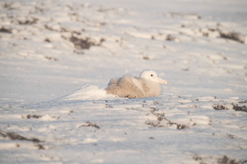 Poussin d'Albatros Hurleur