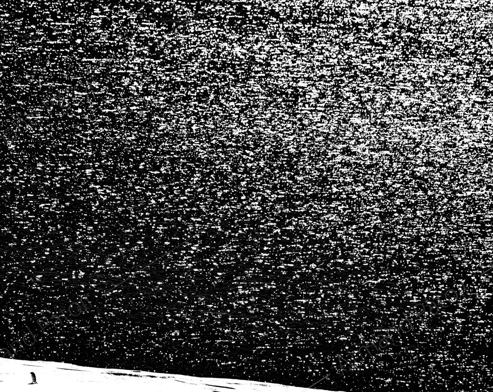 Manchot Adélie tout juste revenu de l'océan avec la pêche du jour. Dumont d'Urville.