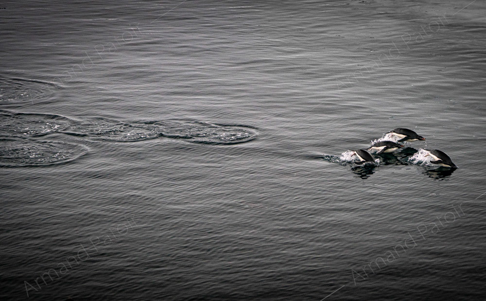 4 manchots Adélie en natation synchronisée. Dumont d'Urville.
