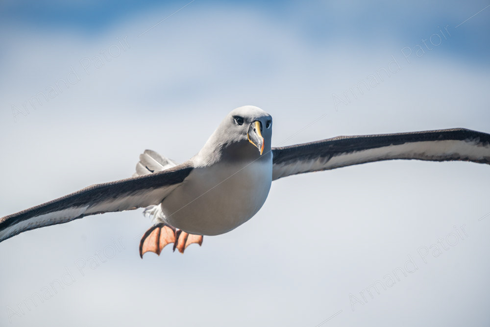 Albatros à tête grise