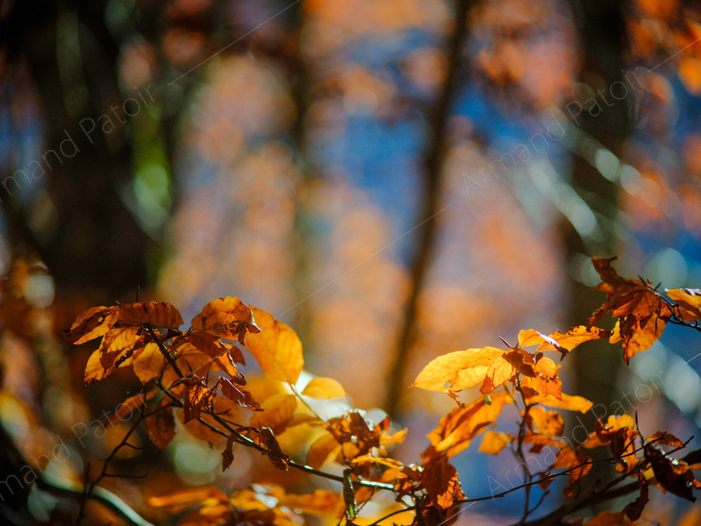La folie des couleurs III