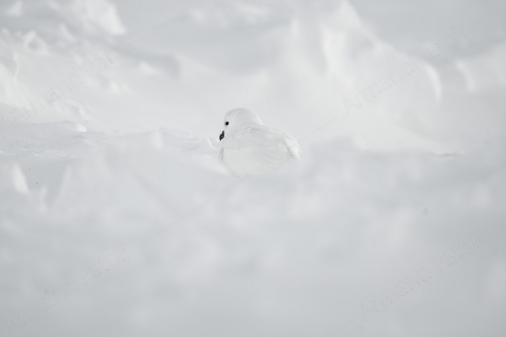 Petrel des Neiges à Dumont d'Urville.