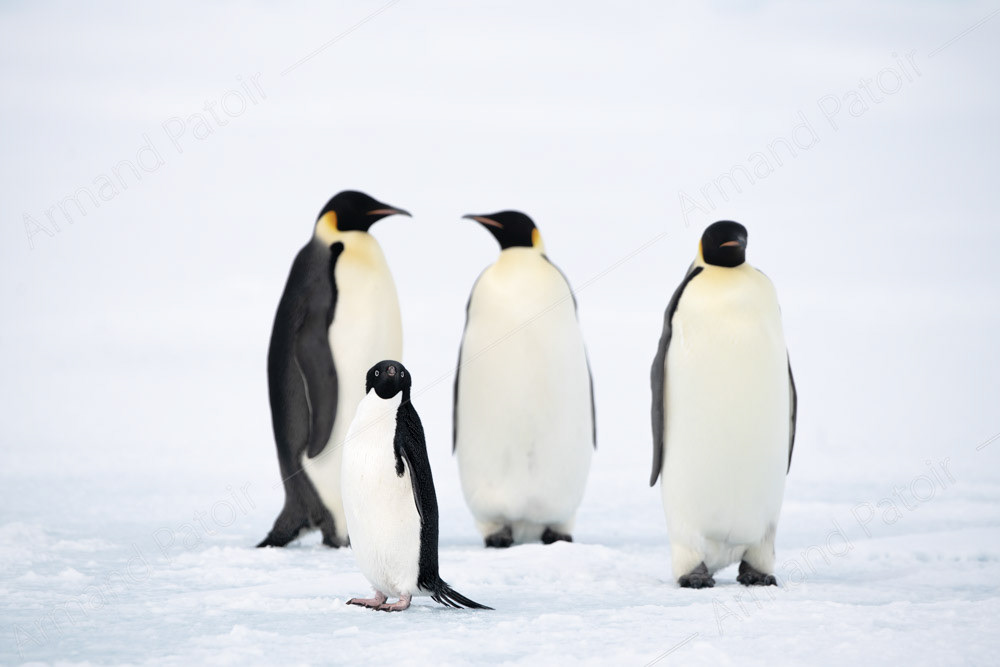 Un intrus s'est glissé dans cette image. Dumont d'Urville.