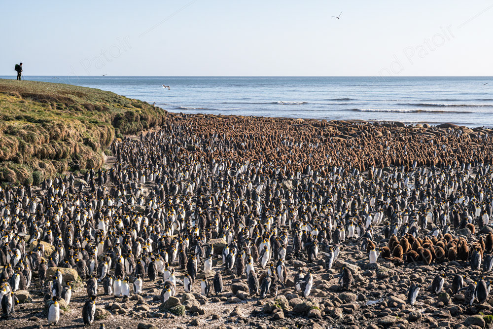 Une colonie de manchots royaux aux îles Kerguelen.