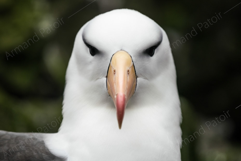 Albatros à Sourcils Noirs