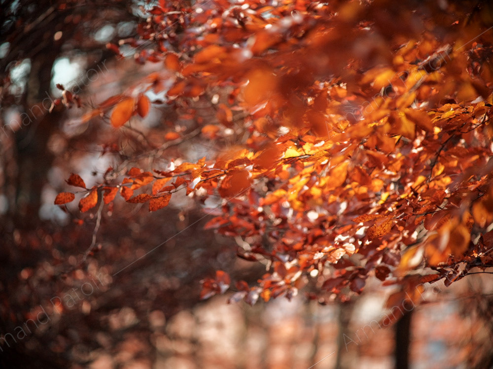 La folie des couleurs IV