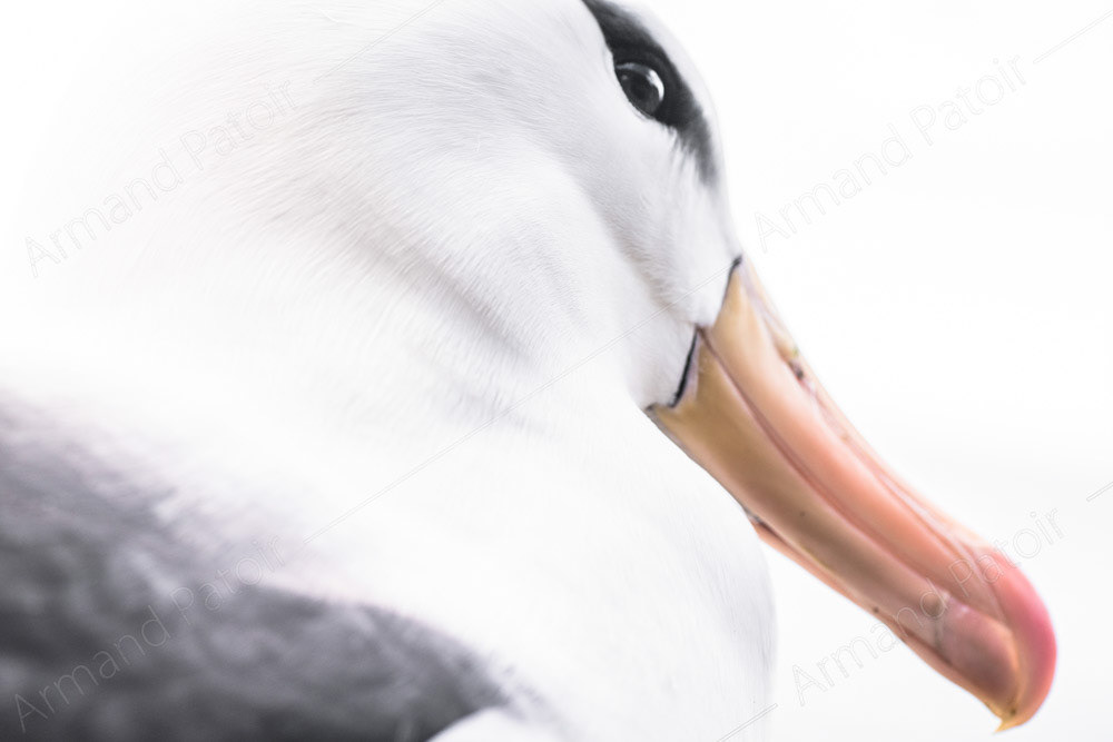 Albatros à Sourcils Noirs