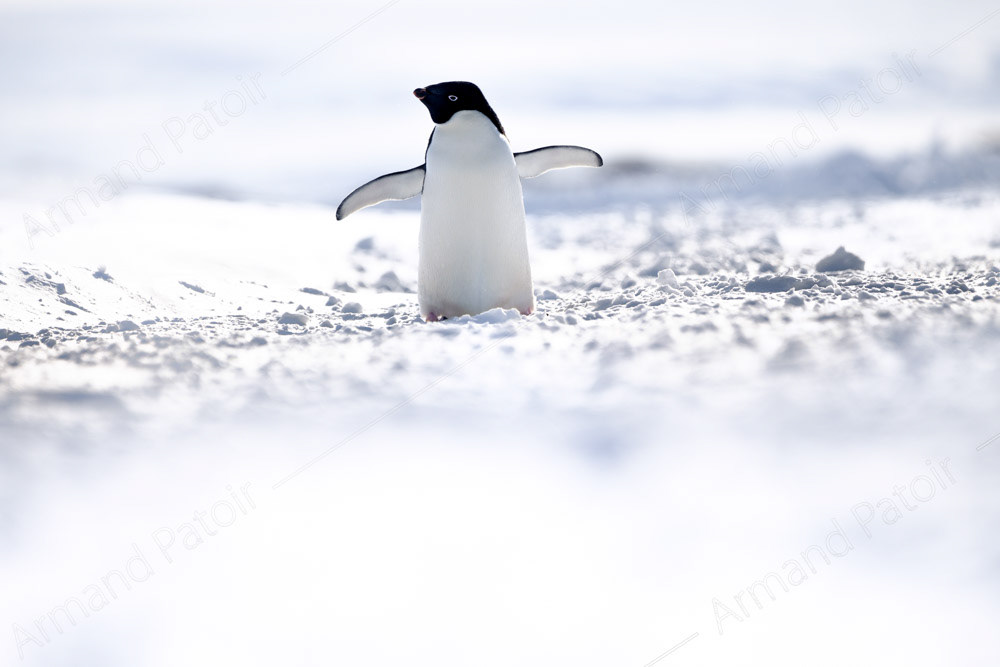 Recherche d'itinéraire en cours. Dumont d'Urville.