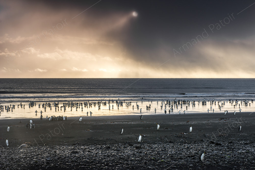 Les manchots à la plage