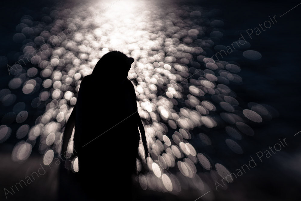 Manchot Adélie devant l'océan Austral au coucher du soleil. Dumont d'Urville.