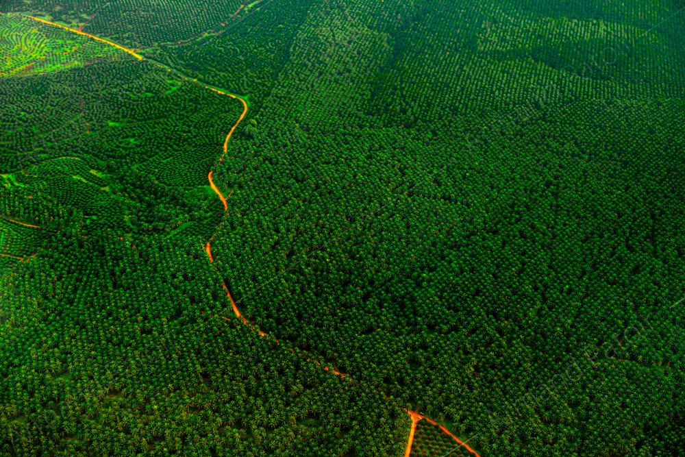 Champs de palmiers pour la culture d'huile de palme, à perte de vue. Kuala Lumpur, Malaisie.