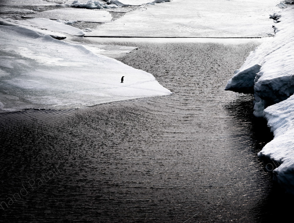 Plongée imminente pour ce manchot Adélie. Casey. 