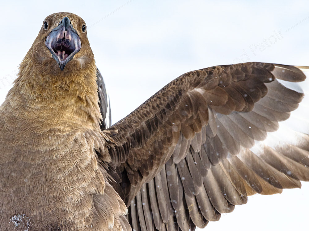Le Labbe Antarctique, communément appelé Skua. C'est l'équarrisseur du coin. Dumont d'Urville.