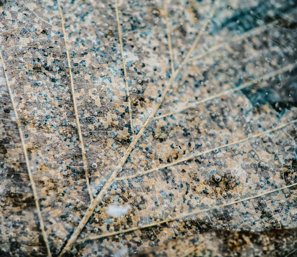 Prisonnier des glaces