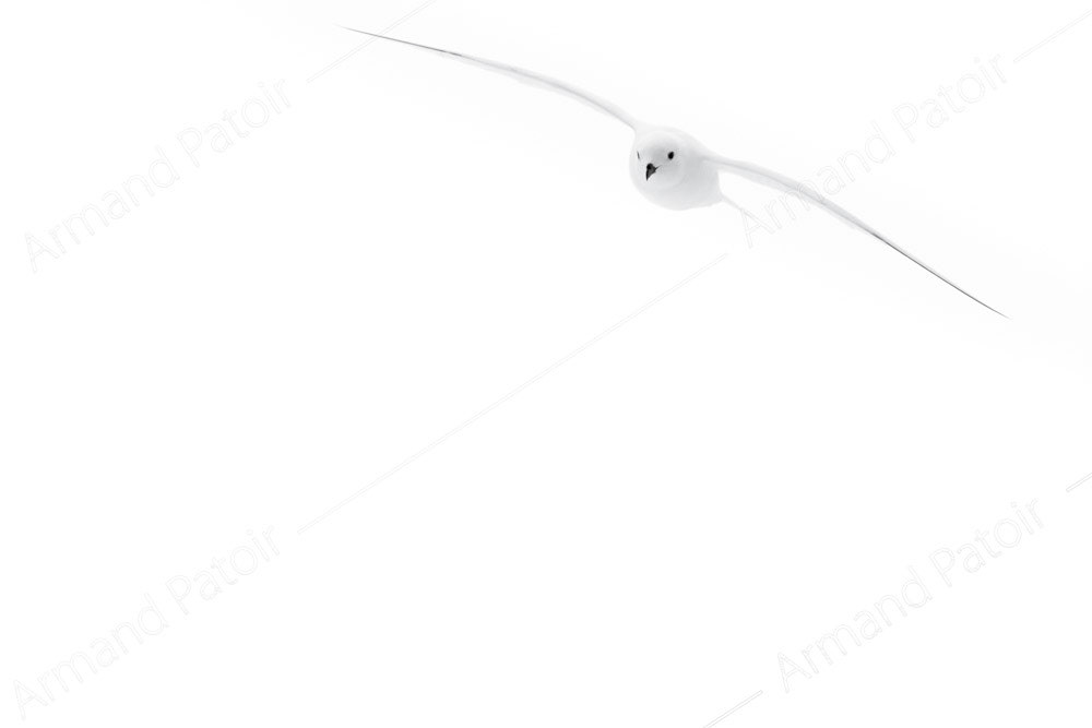 Ce Pétrel des Neiges nous survole placidement. Dumont d'Urville.