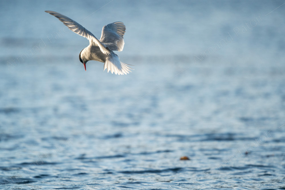 Sterne en prospection