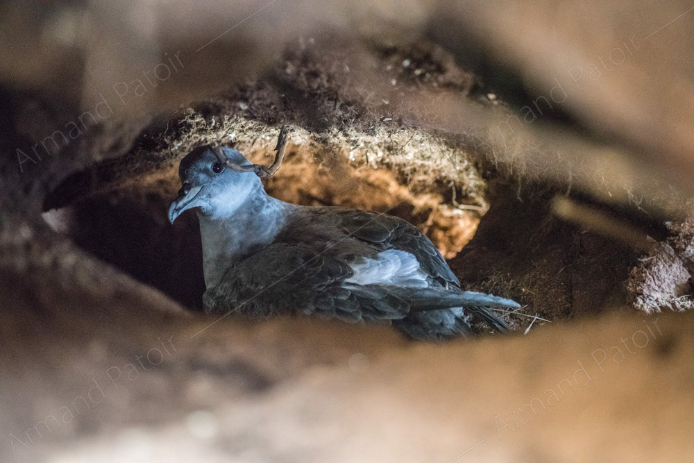 Pétrel gris dans son terrier
