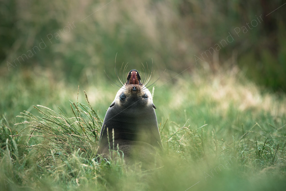 Otarie à l'île d'Amsterdam