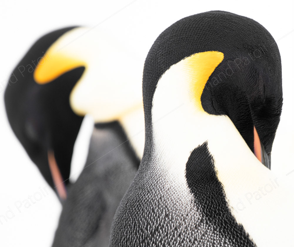 Deux manchots Empereurs se toilettent. Cette activité est indispensable à leur survie. Dumont d'Urville.