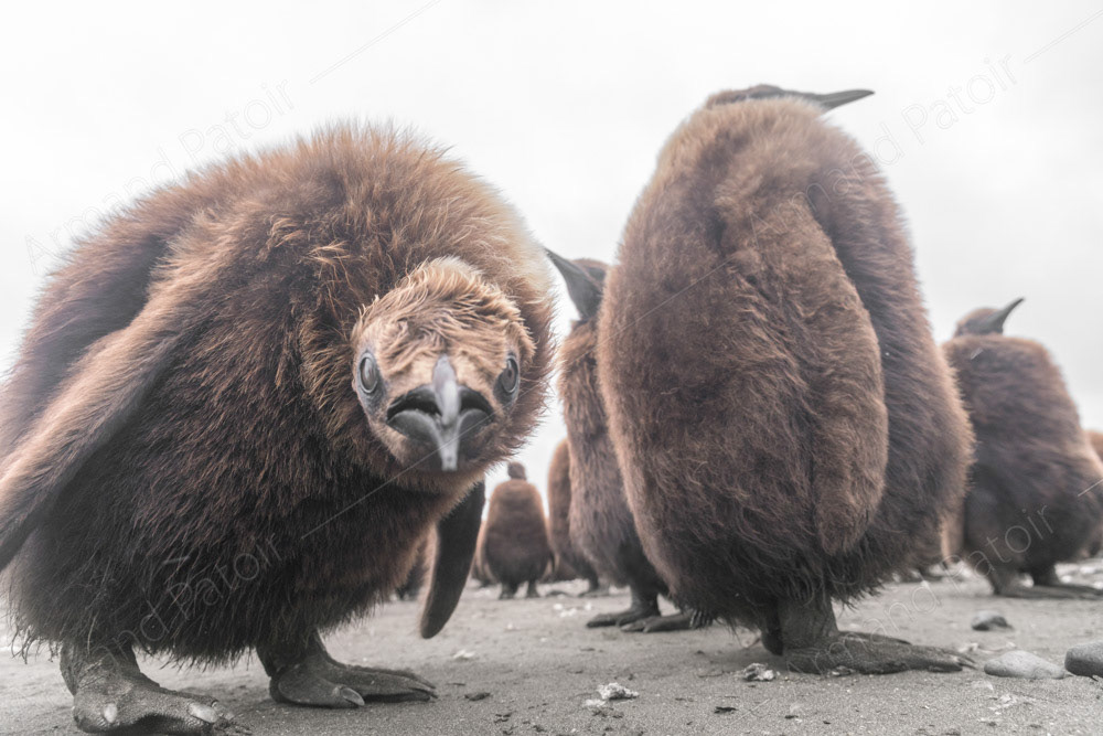 Curiosité enfantine 