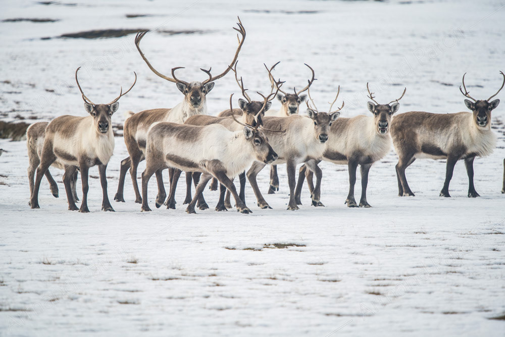 Le Père Noël ne doit pas être loin