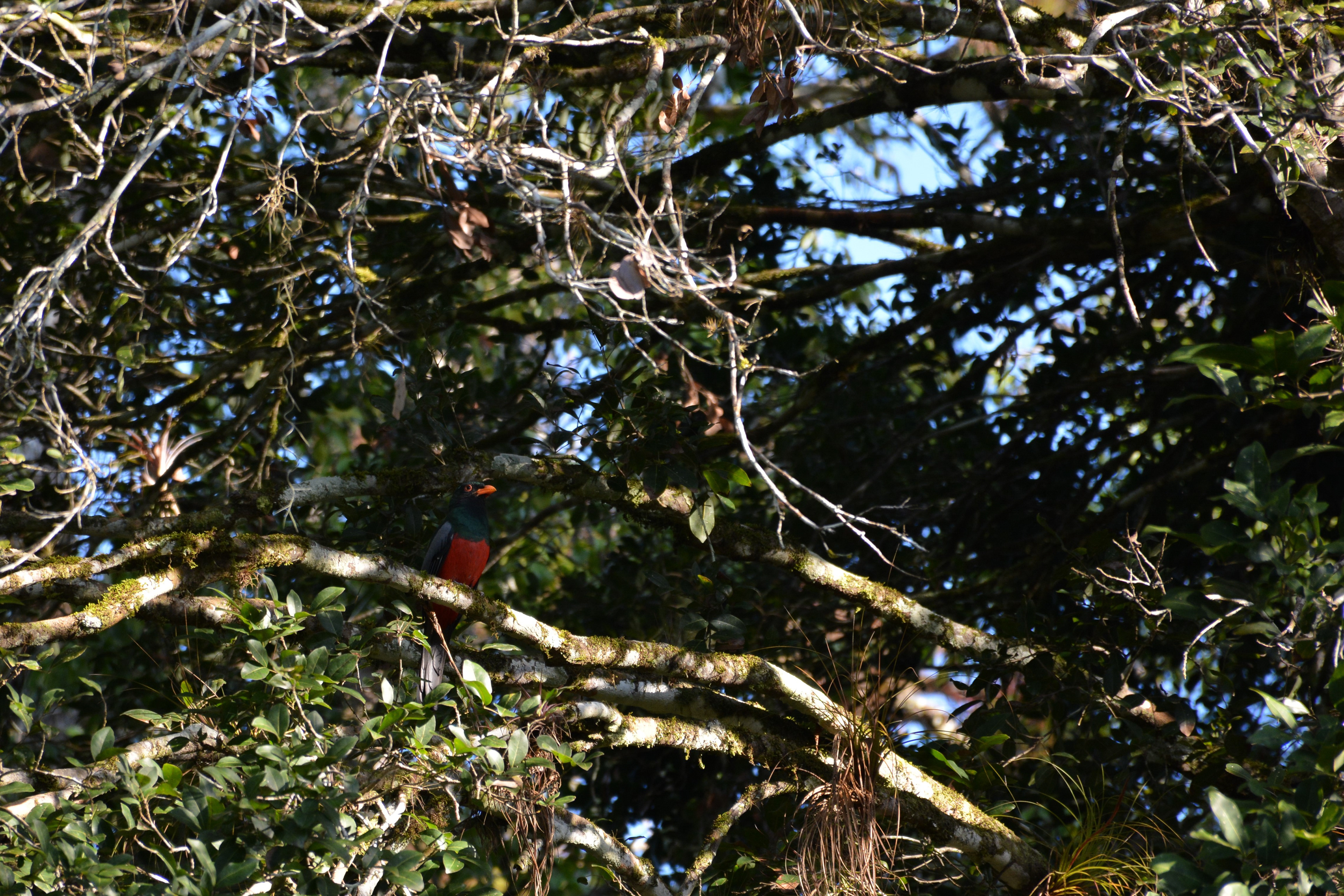 Trogon échelette - Tikal, Guatemala
