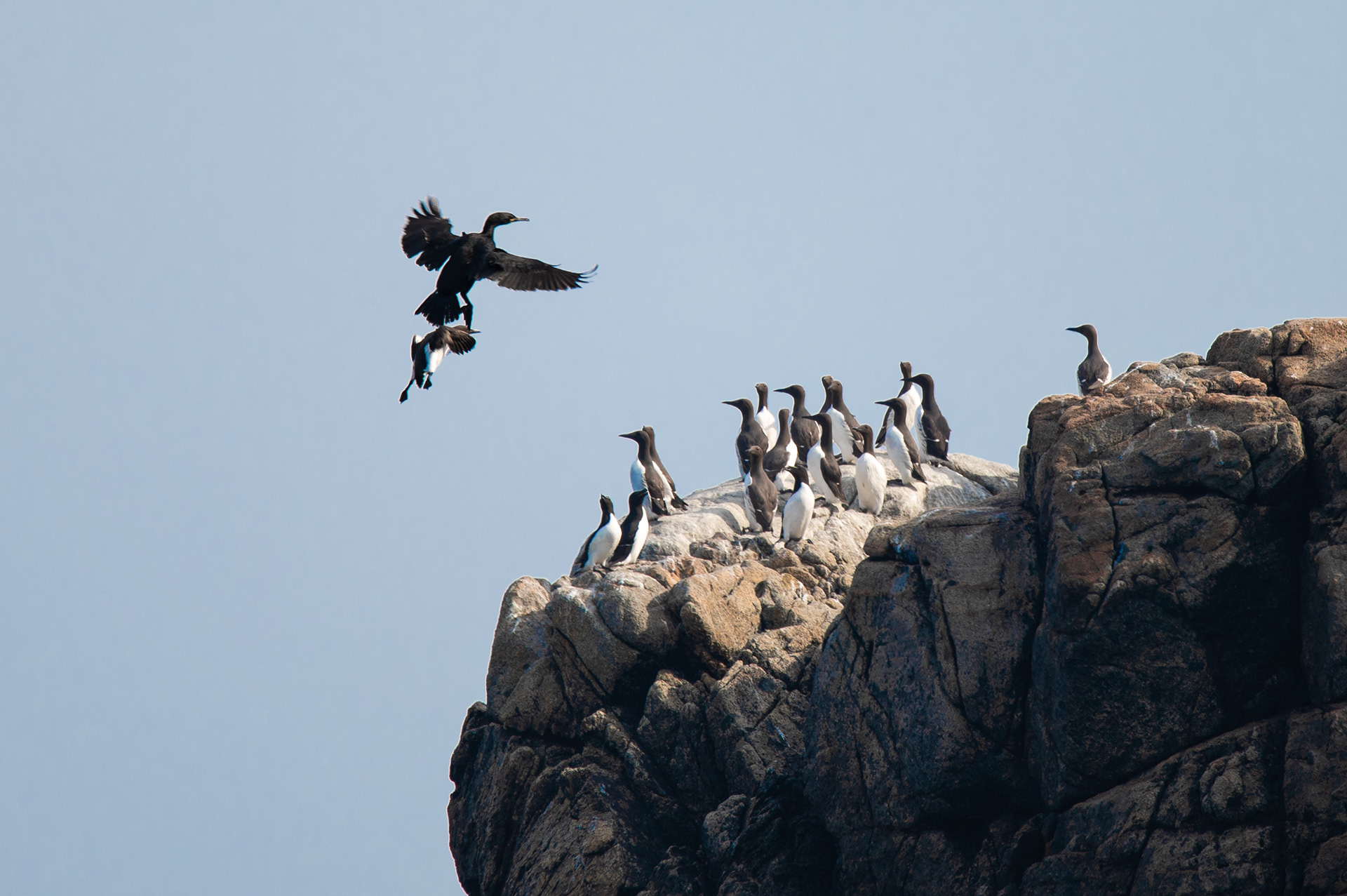 Cormoran huppé et Guillemots de Troïl, Archipel des 7 Iles, France