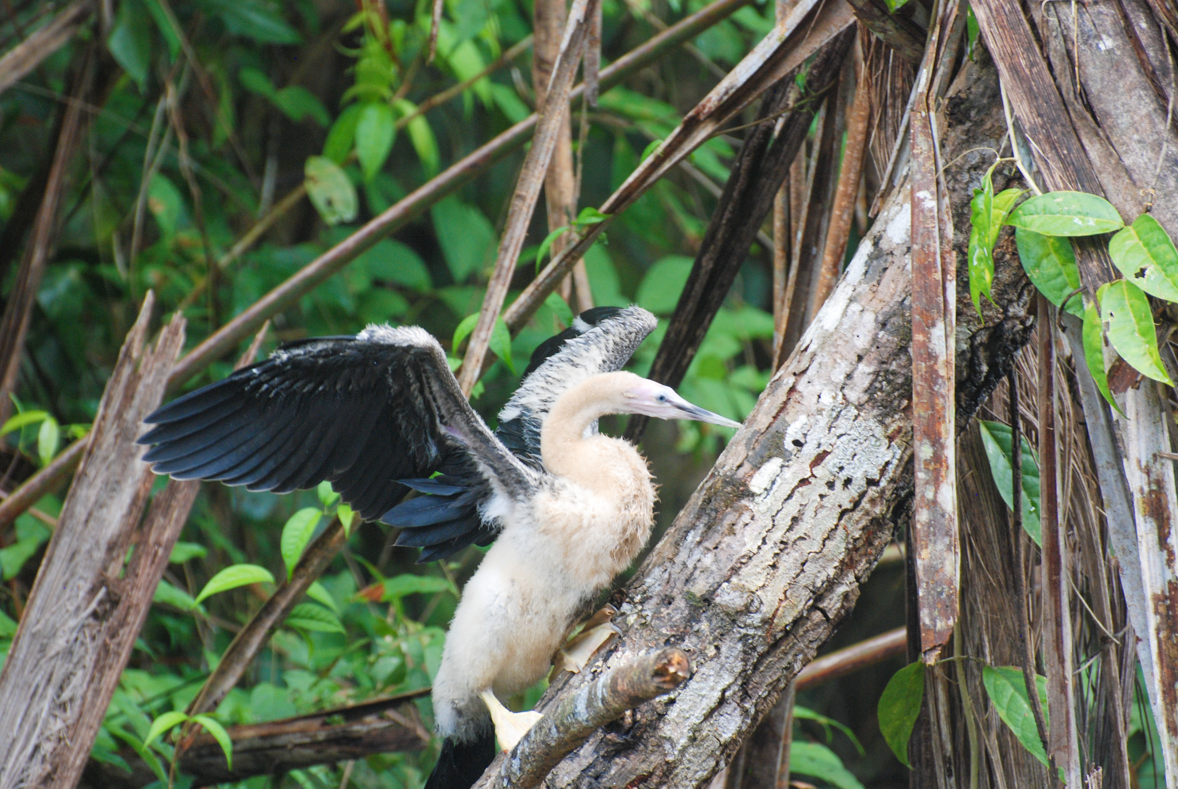 Anhinga d'Amérique - Tortuguero, Costa Rica