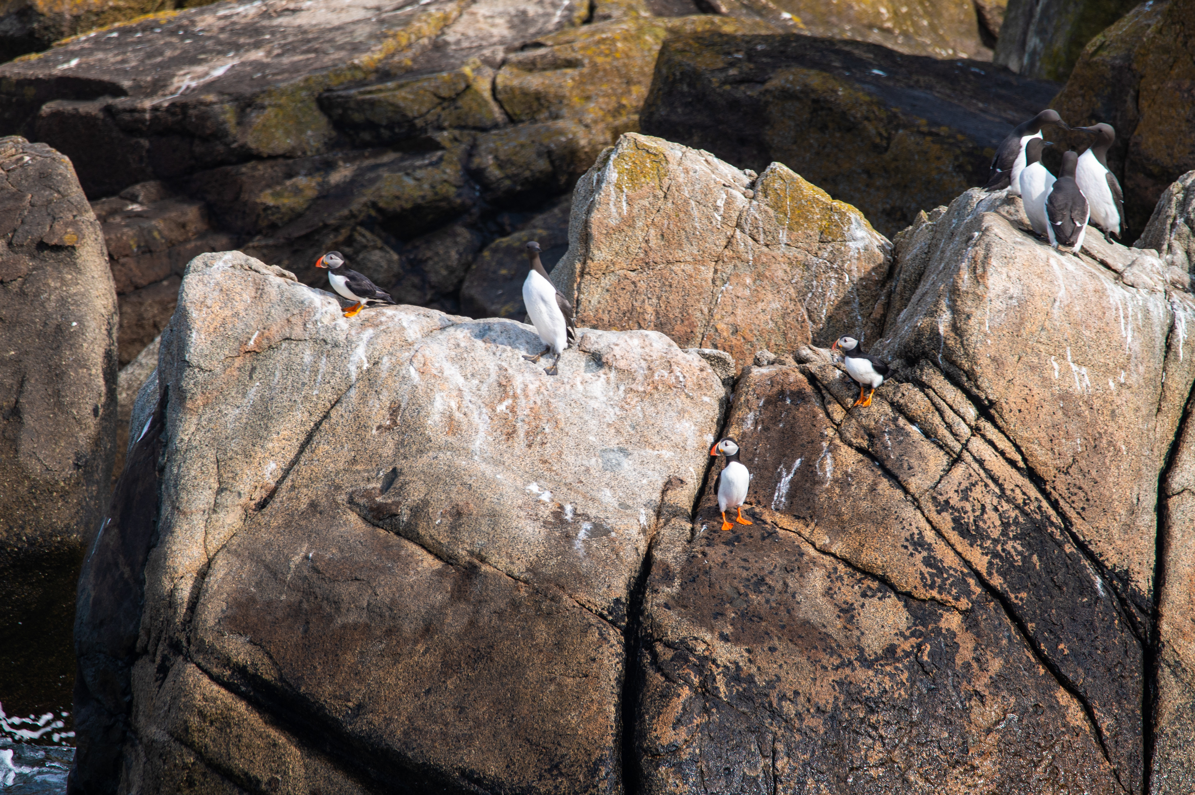 Macareux moines et Guillemots de Troïl, Archipel des 7 Iles, France