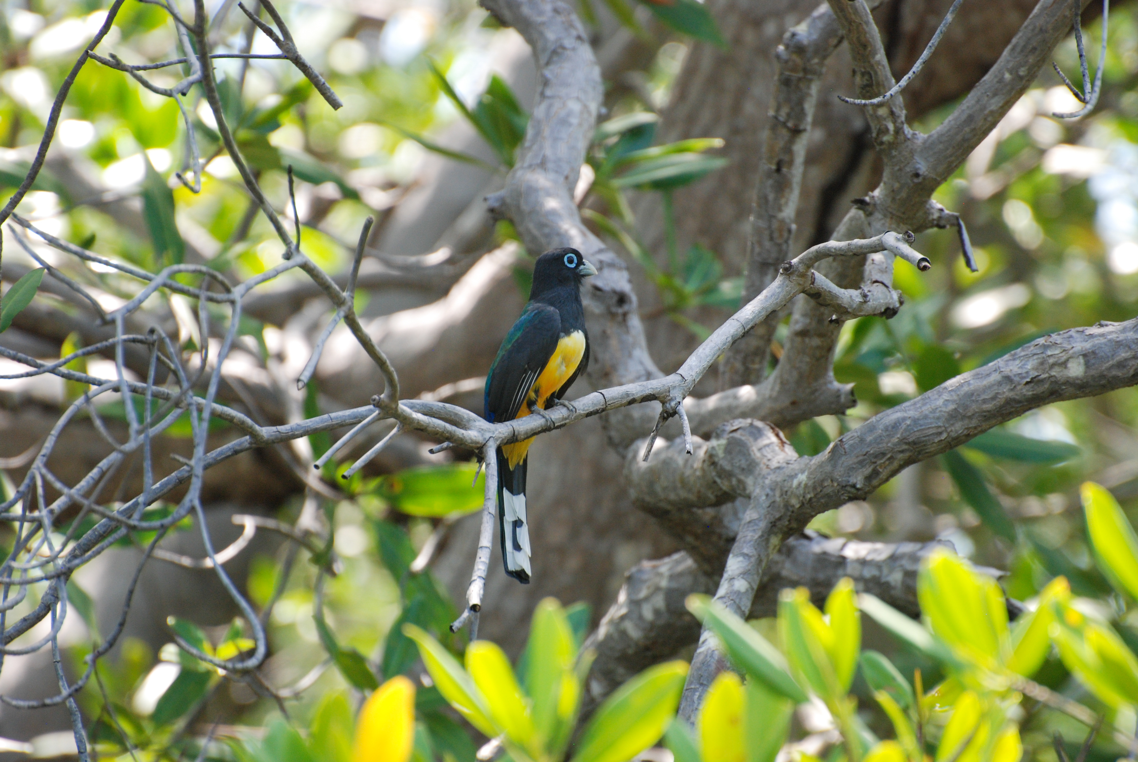 Trogon pattu - Tamarindo, Costa Rica