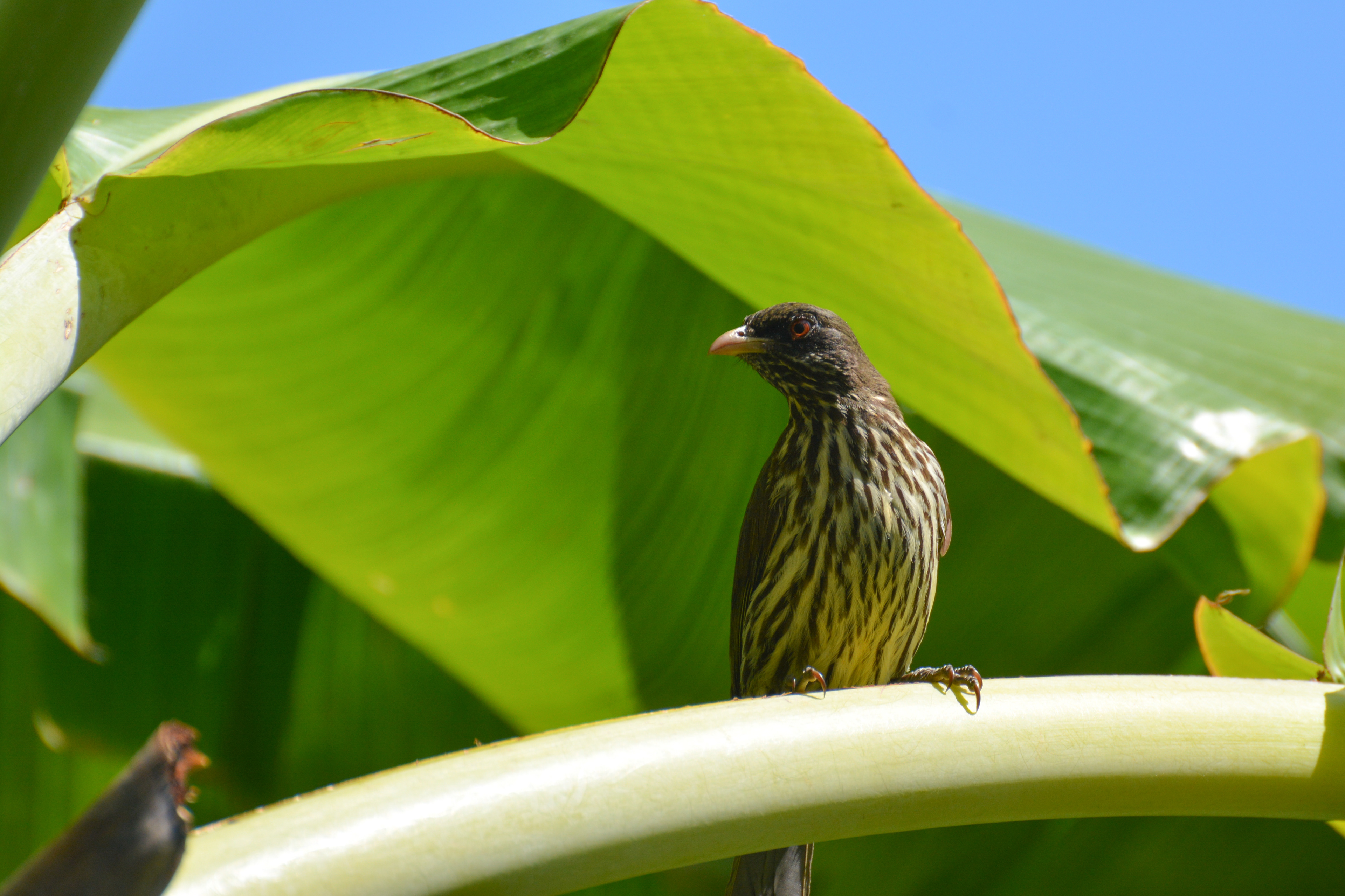 Palmchat - République Dominicaine