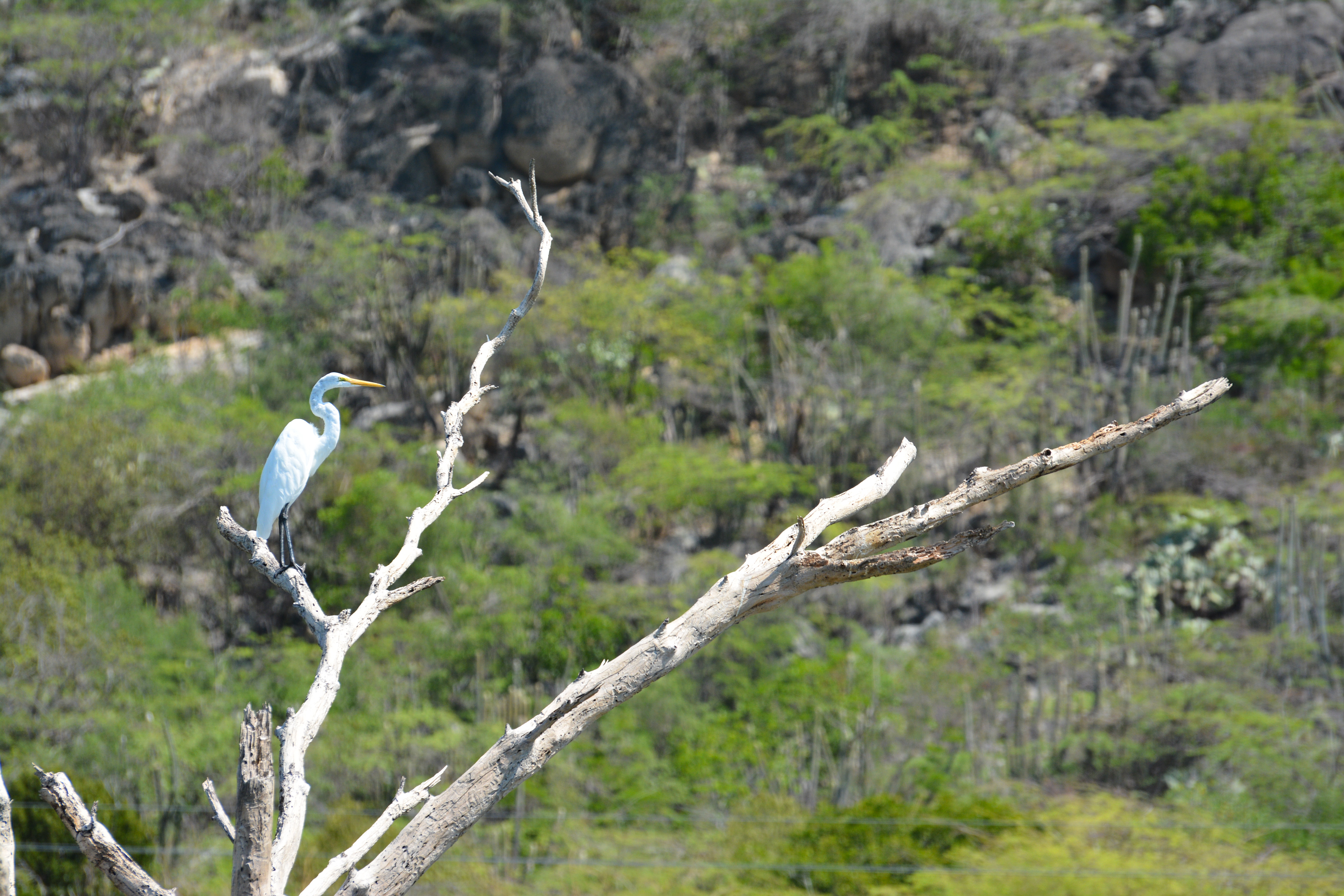 Grande aigrette - République Dominicaine