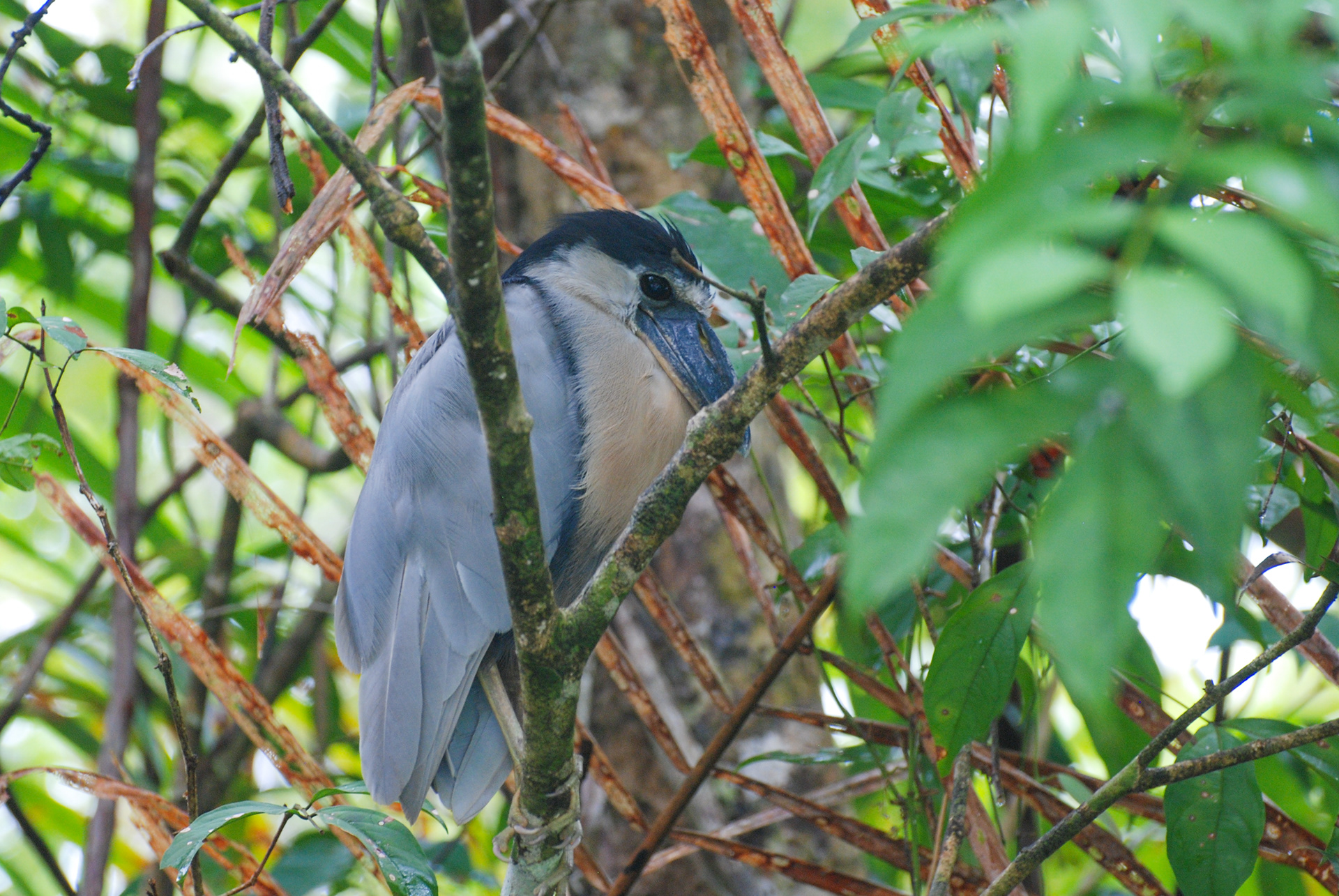 Savacou huppé - Tortuguero, Costa Rica