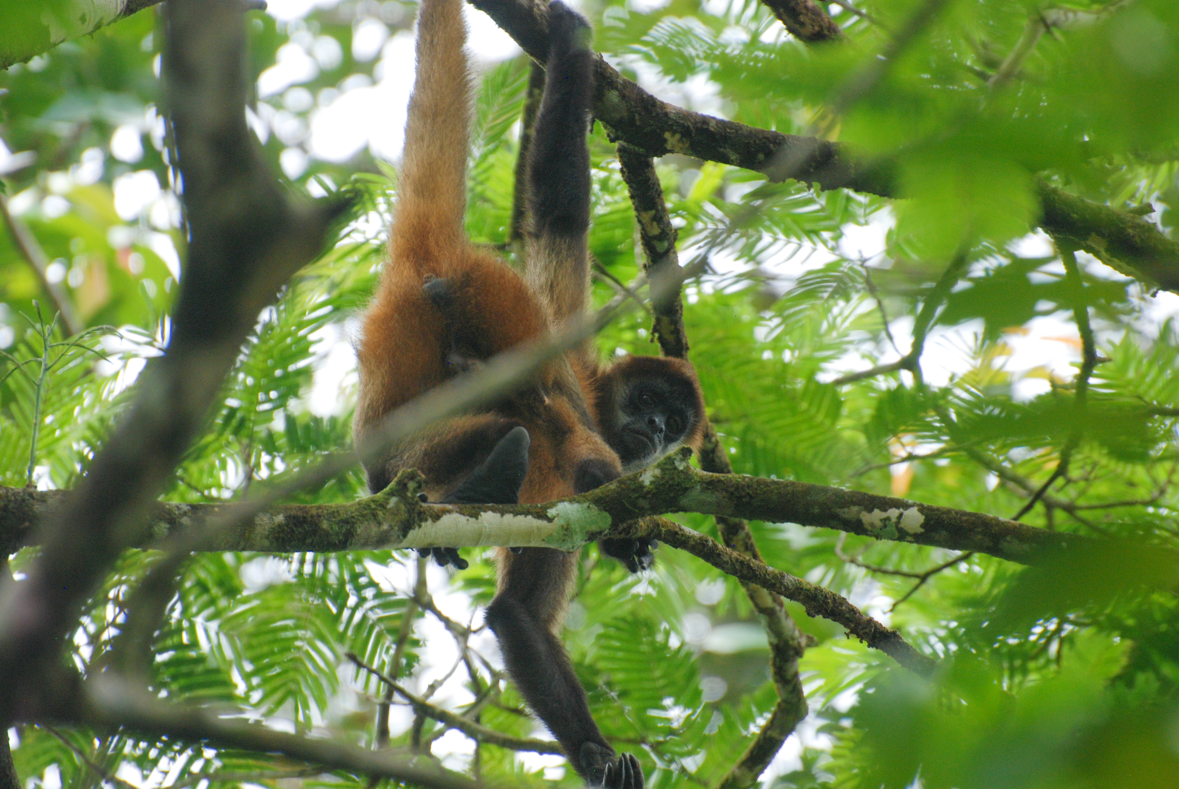 Singe araignée - Tortuguero, Costa Rica