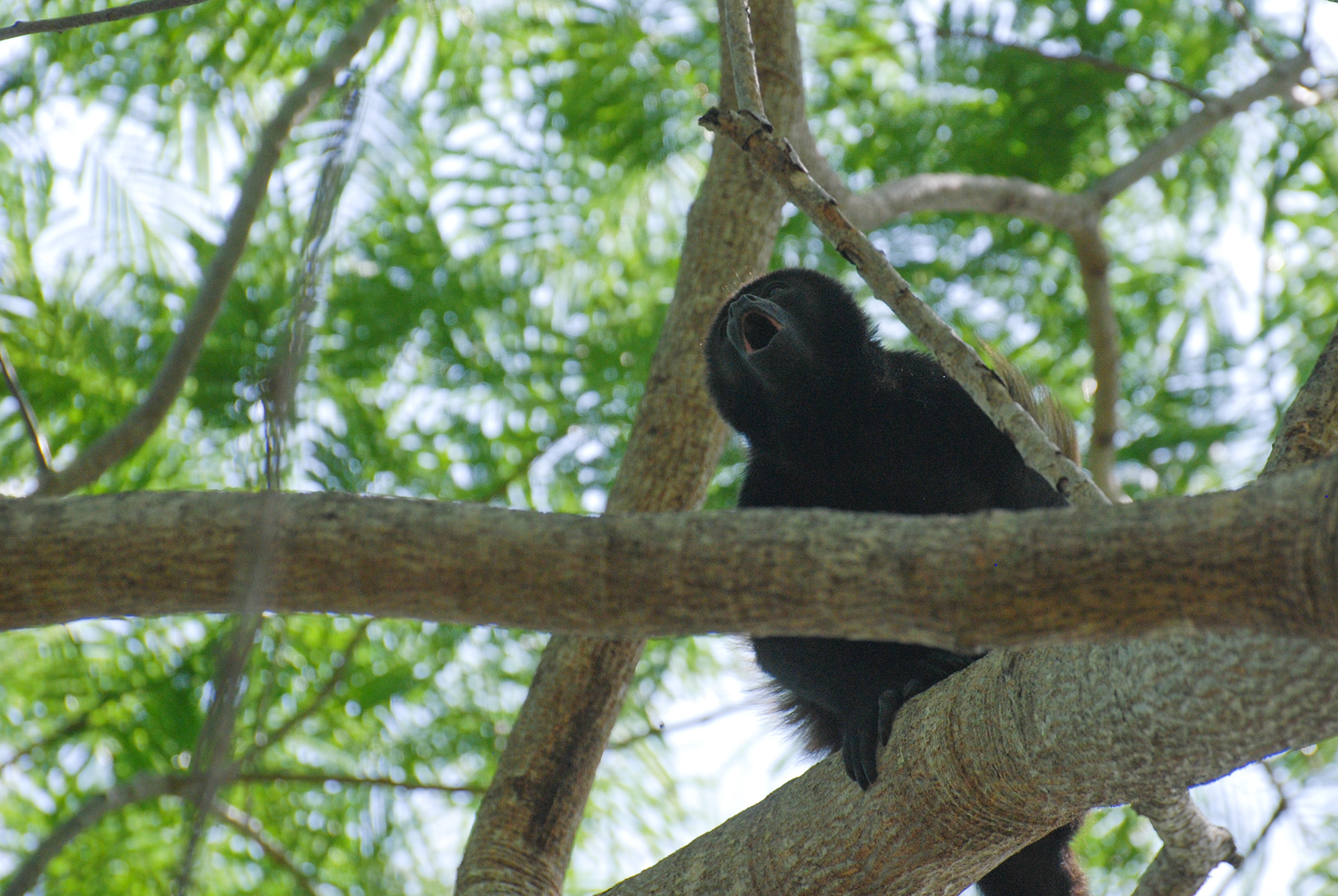 Singe hurleur - Tamarindo, Costa Rica