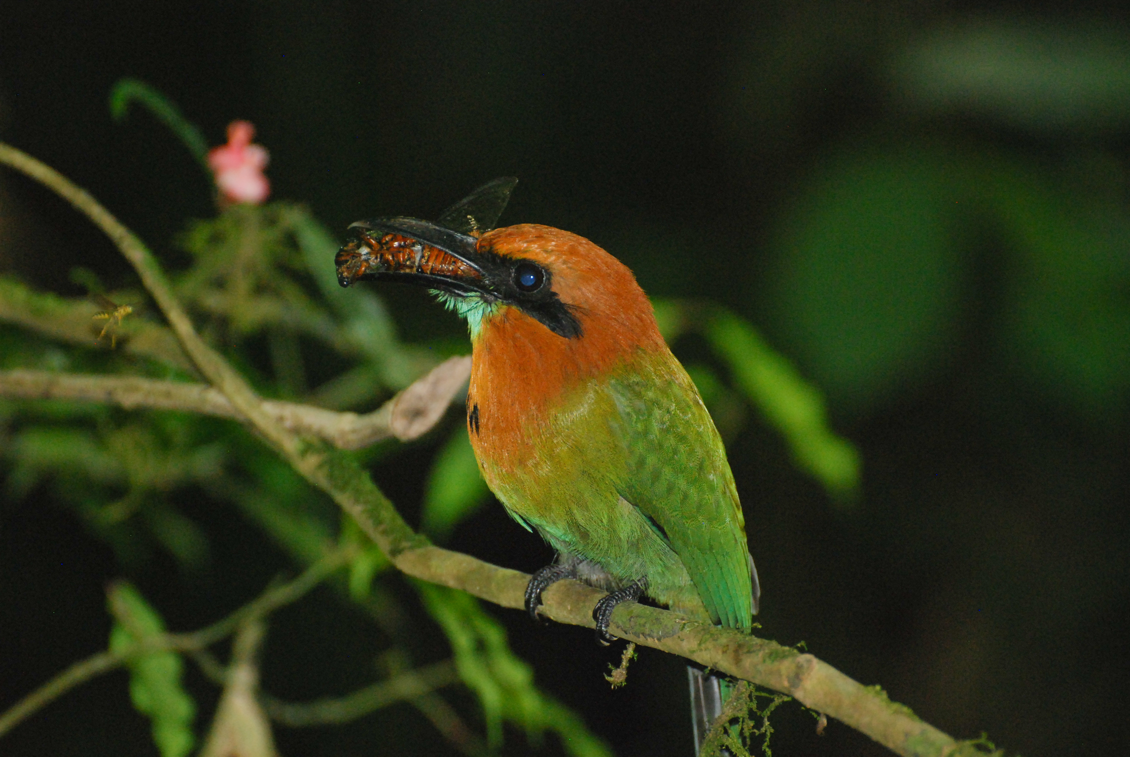 Motmot - Arenal, Costa Rica