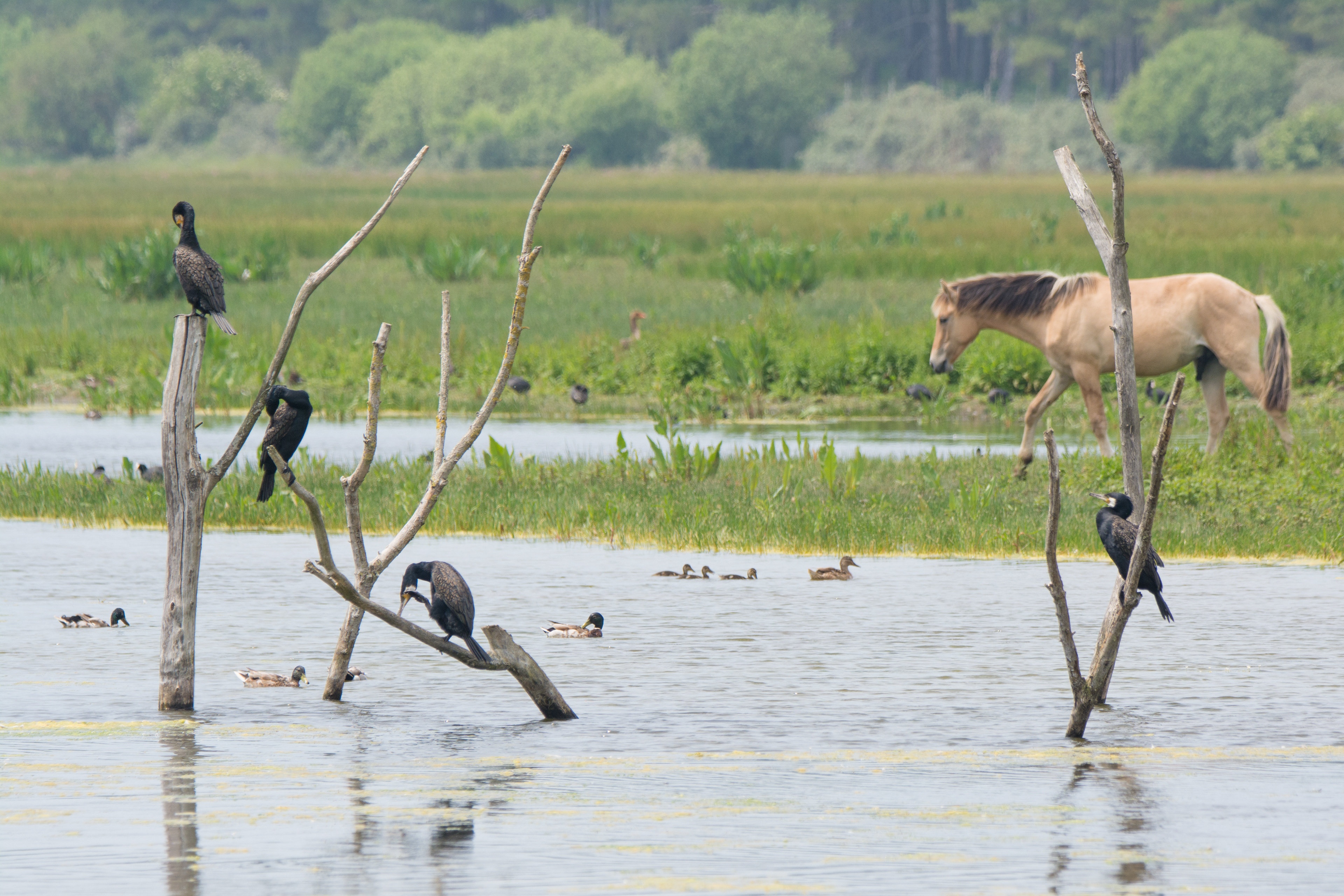Grands cormorans - Baie de Somme, France