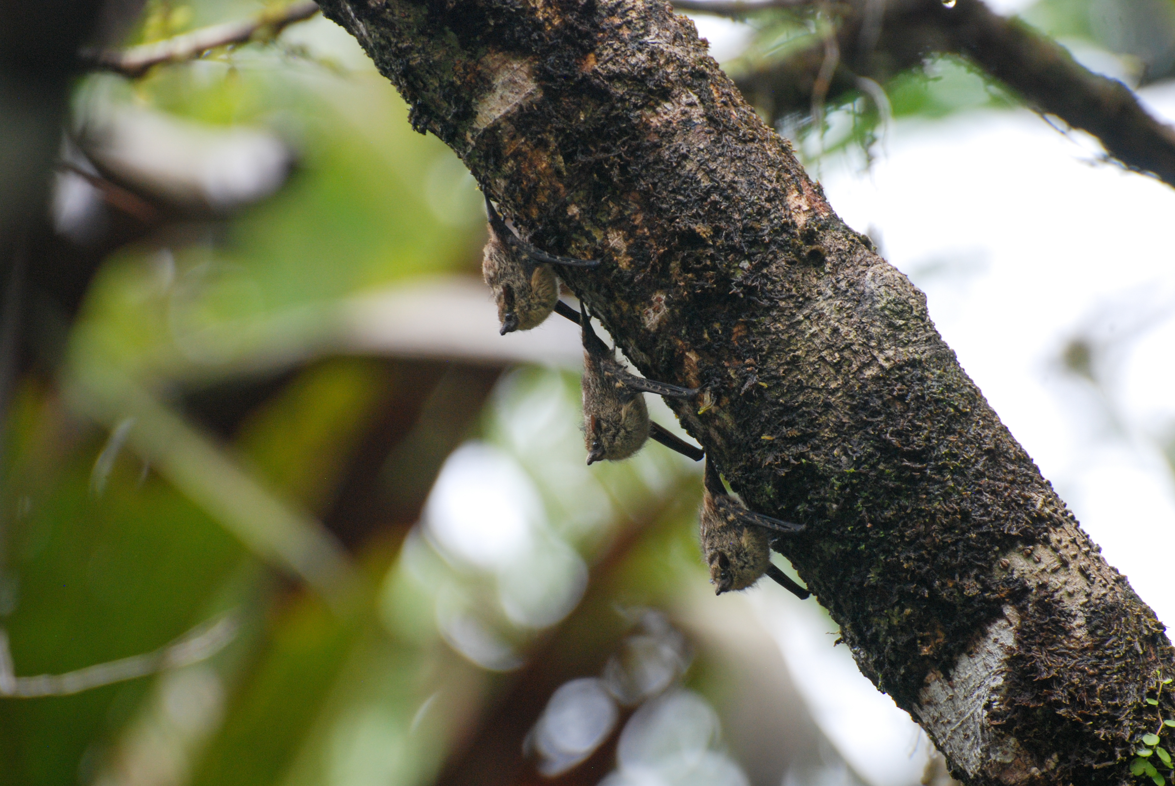 Chauve-souris à long nez - Tortuguero, Costa Rica