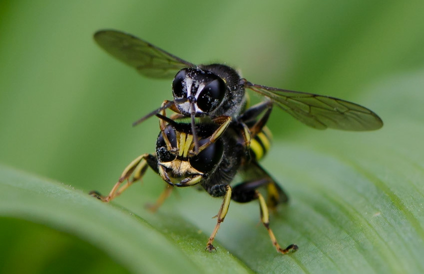 #deer #graveyard #vienna