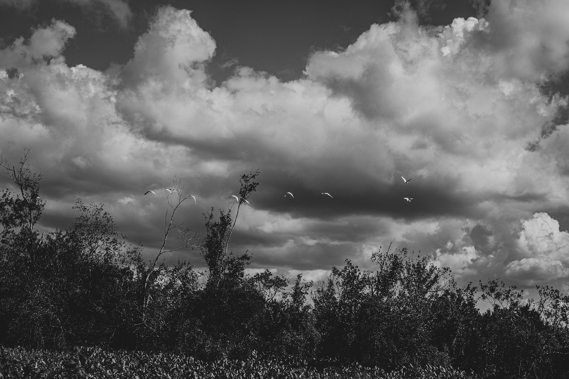 A flock of Great Egret flying through the swamp, New Orleans, La, 2014