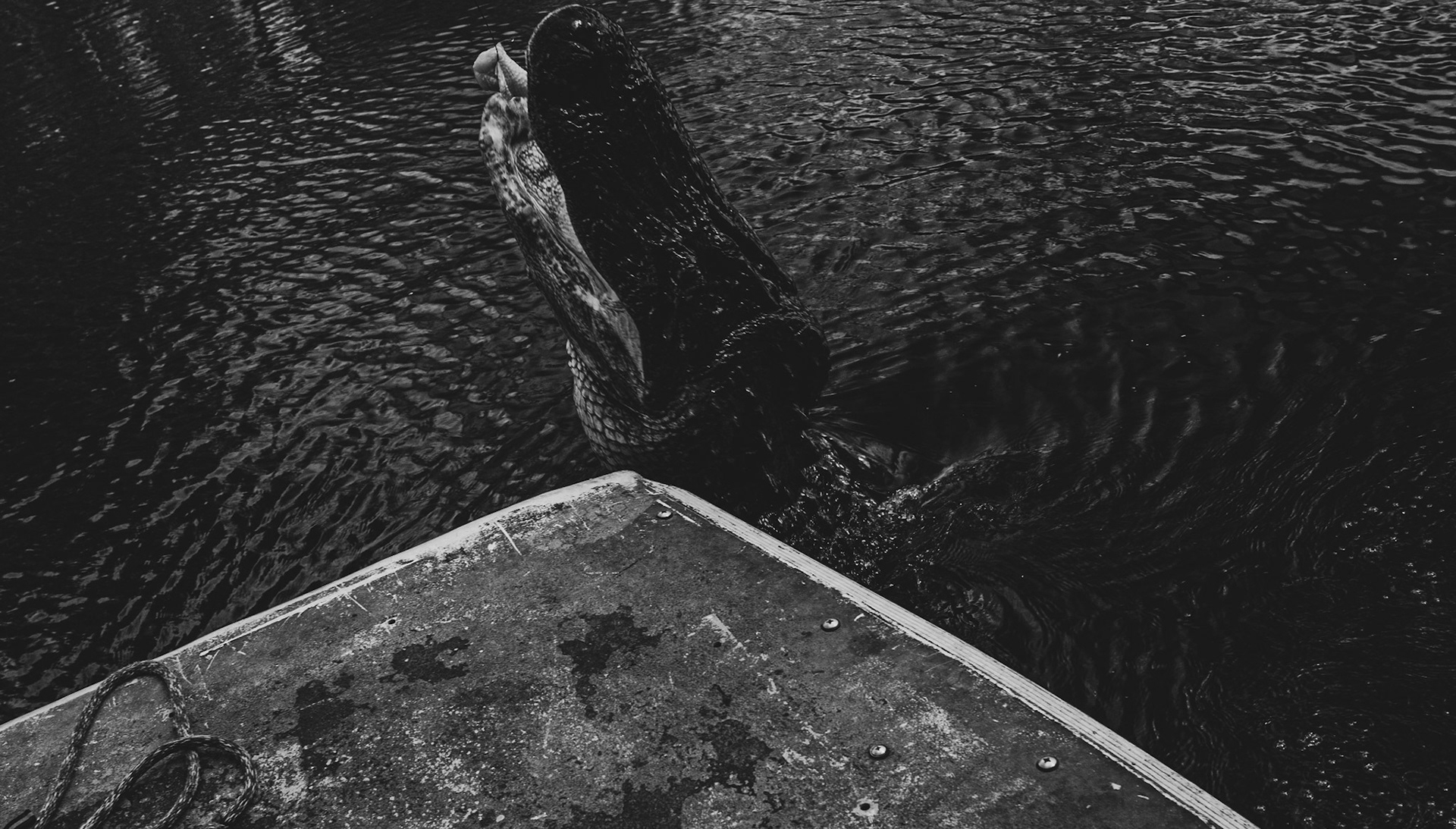 Alligator jumping out the swamp for a snack next to an airboat, in New Orleans, La, 2014