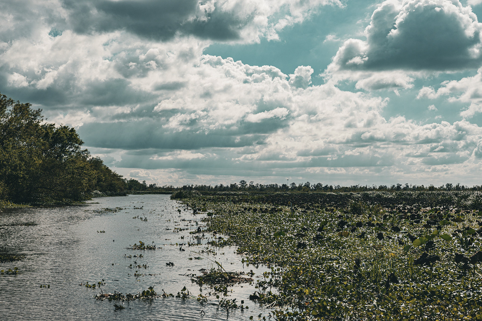A cloudy sunny day in the swamps, New Orleans, La, 2014